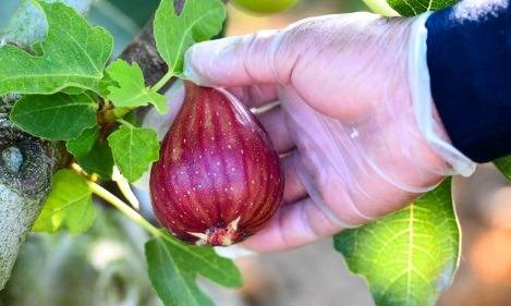 本場・淡路島!旬のいちじく狩り食べ放題&1パックお持ち帰り♪【大和八木・橿原神宮・五位堂発】1